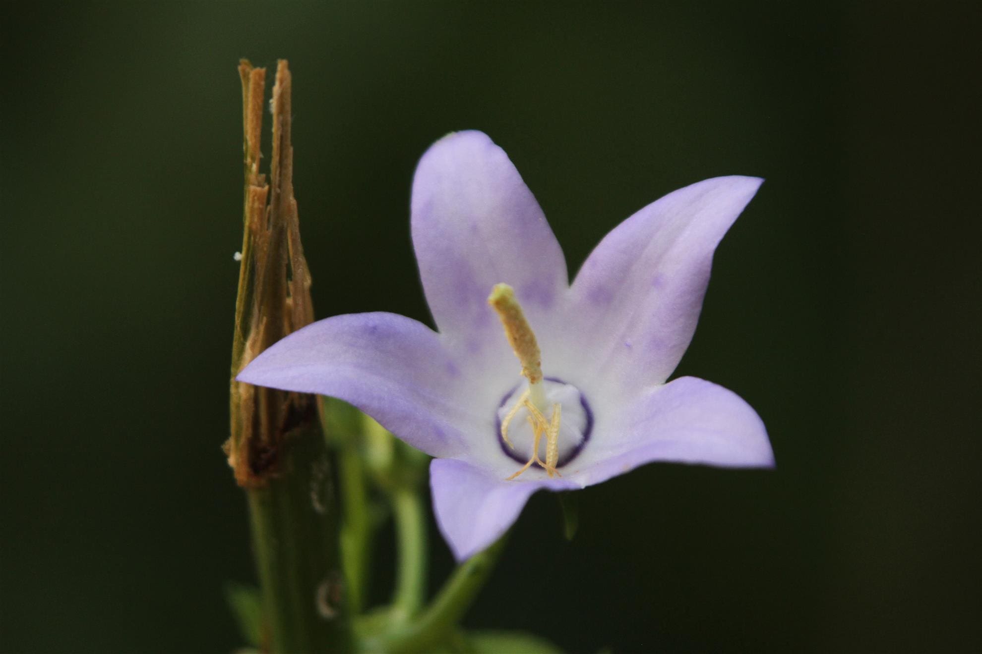 Plant a Pocket of Prairie